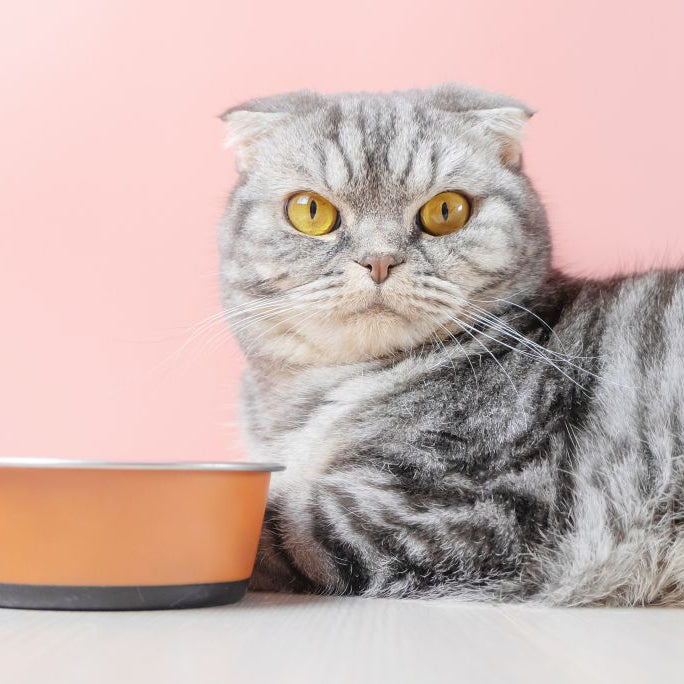 Feeding Your Finicky Feline: A Guide to Cat Food for Picky Eaters