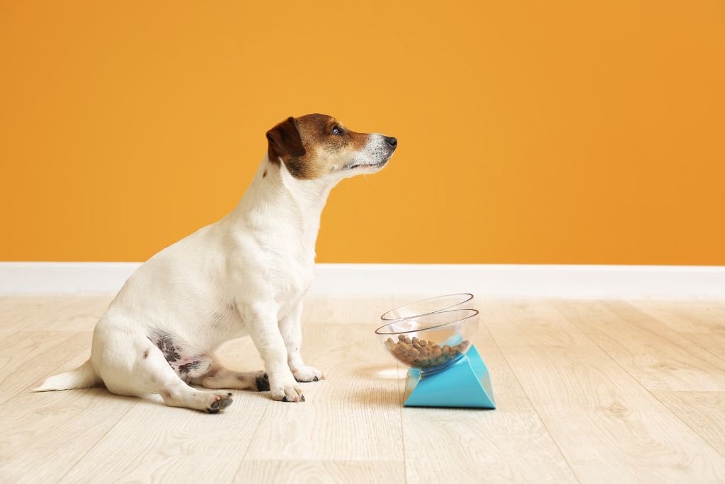 Picky Pups: A Guide to the Best Dog Food for Fussy Eaters