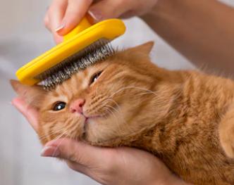 Grooming - Cat's