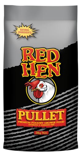 Red Hen Pullet