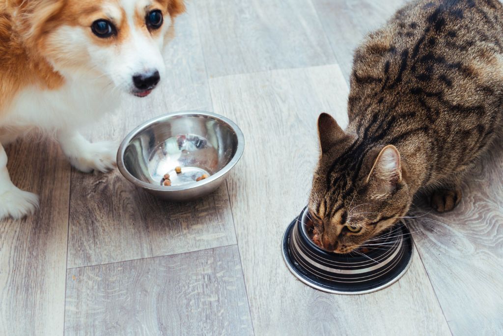 A Quick Guide to Gut Issues in Pets