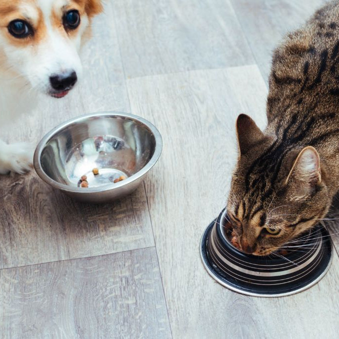 A Quick Guide to Gut Issues in Pets
