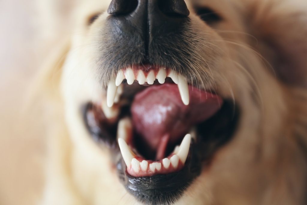 Dental Care Tips For Pets