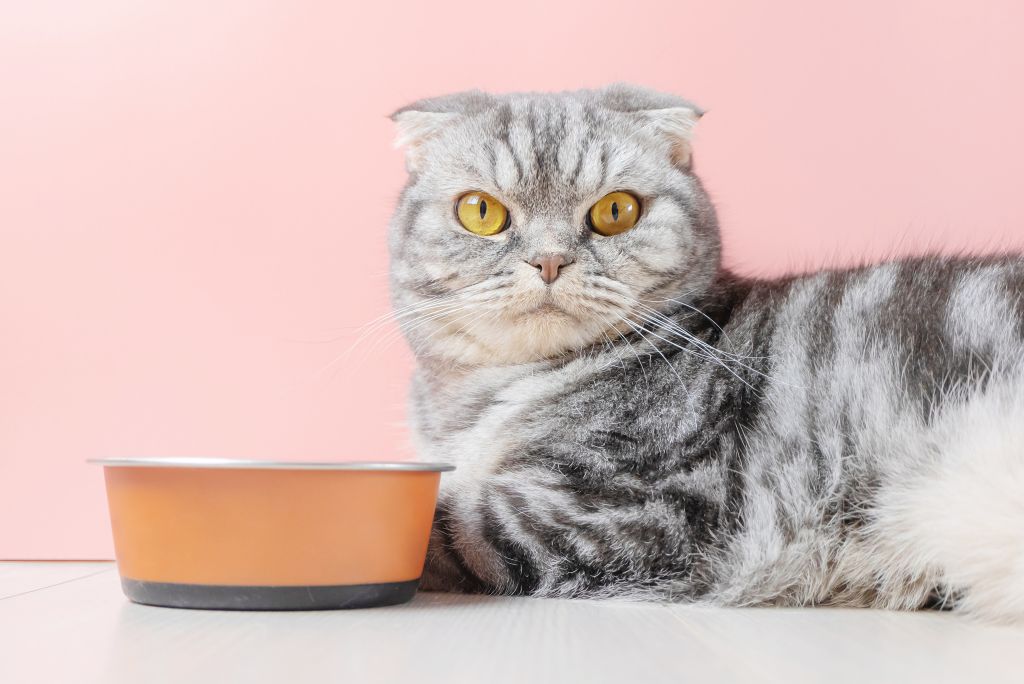 Feeding Your Finicky Feline: A Guide to Cat Food for Picky Eaters