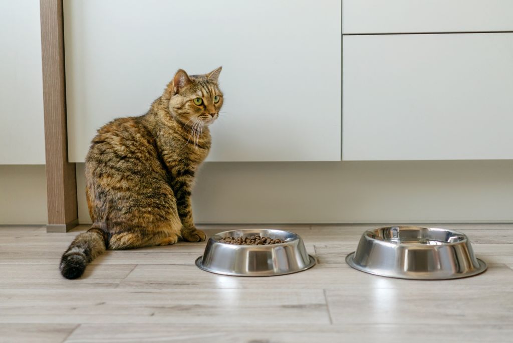 What to Do if Your Pet’s Not Eating