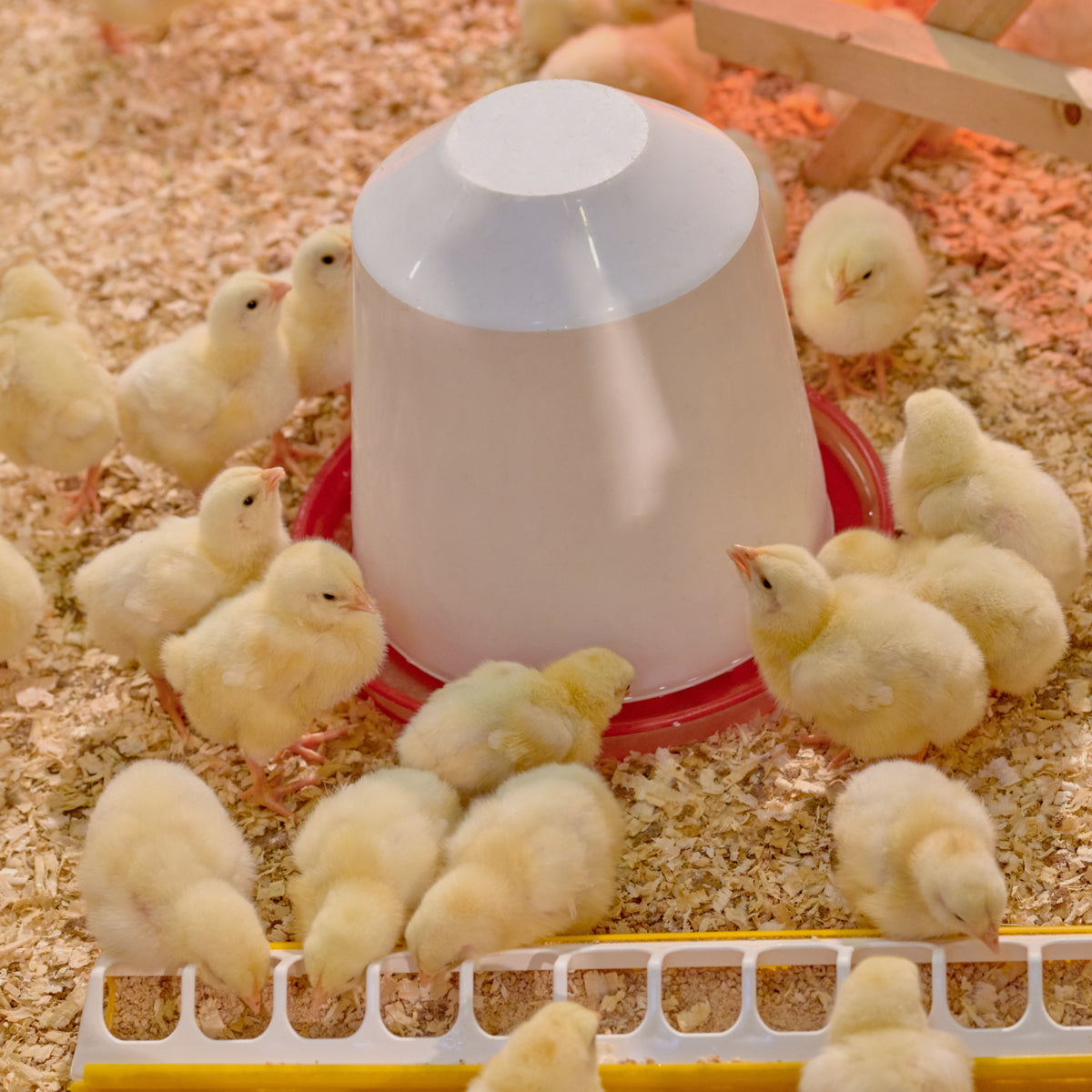 Poultry Waterers and Feeders
