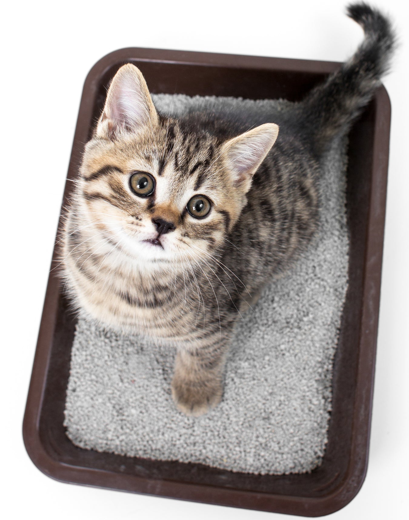 Cat Litter/ Trays