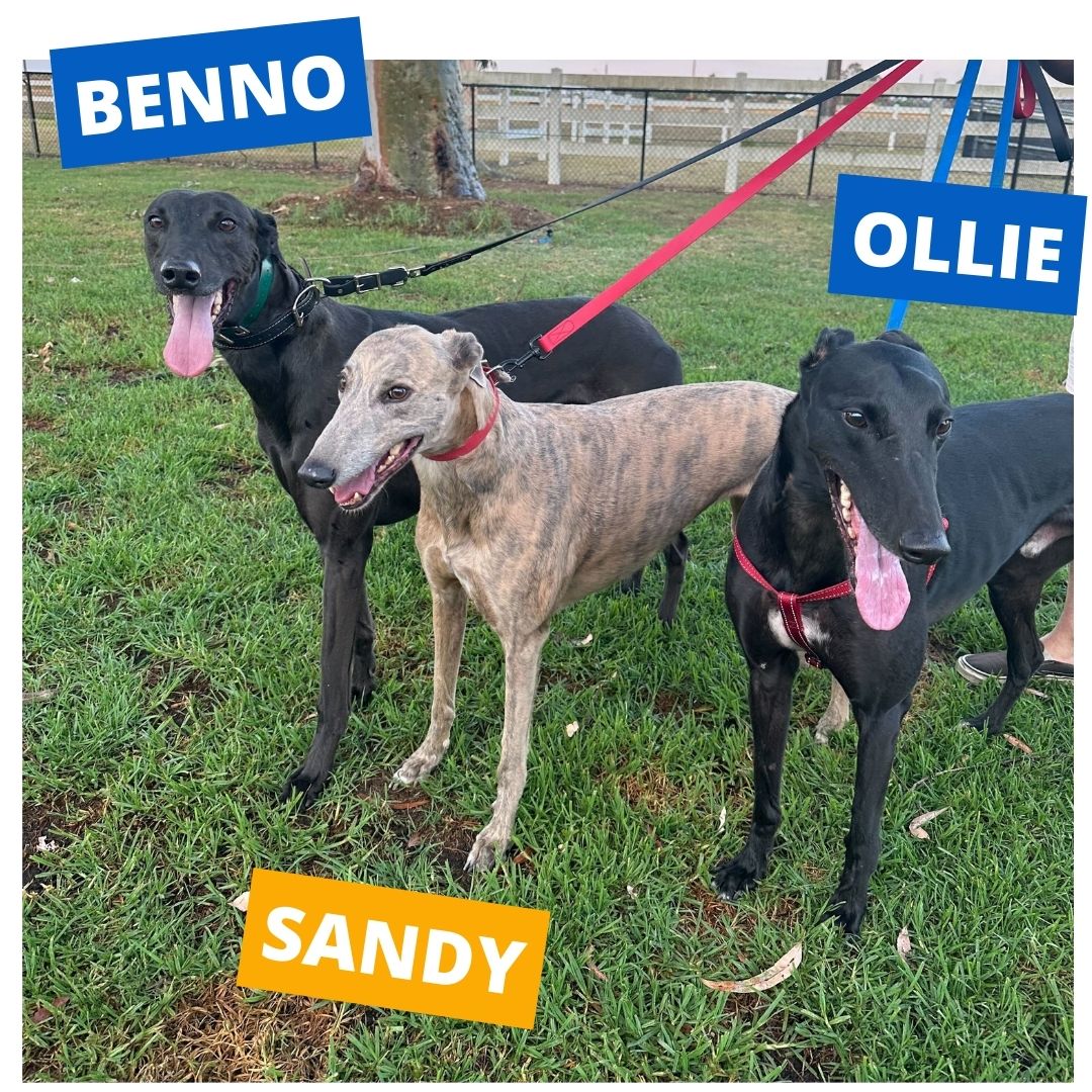 Benno, Ollie & Sandy - The World 4 Pets family