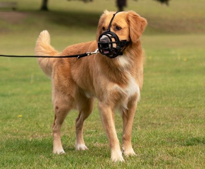 Baskerville Ultra Muzzle DOG