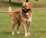 Baskerville Ultra Muzzle DOG