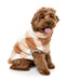 Checkered_Teddy_Sweater_Tan_Dog_Pic