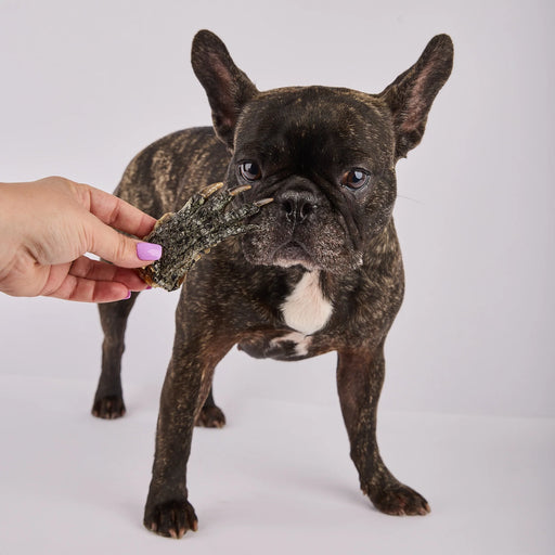 Crocodile-Feet Dog Chew