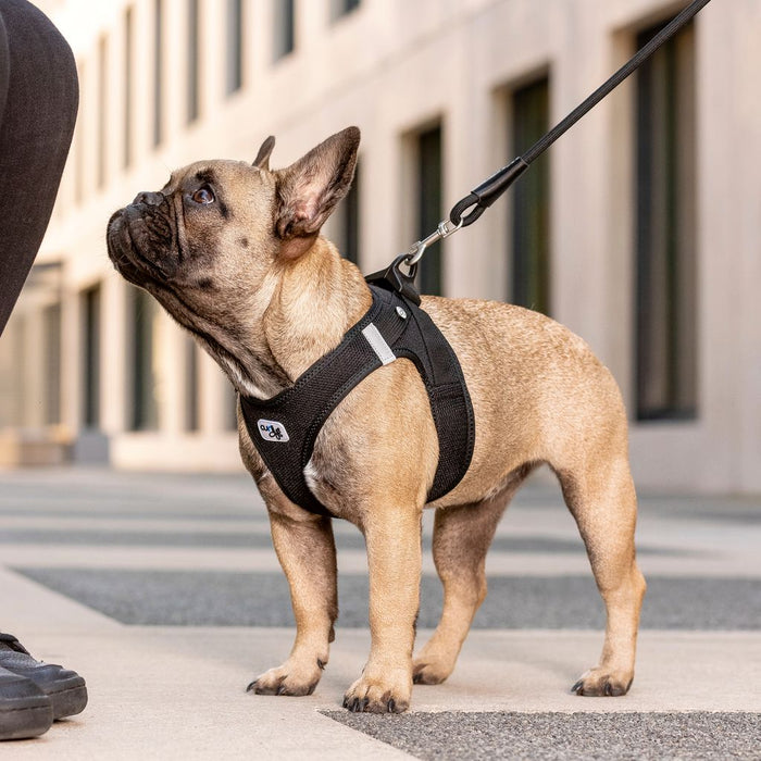 Curli Dog Harness Air Mesh — World Pets - Main Image