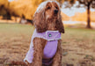 Huskimo Surfer Dog Coat - Mauve