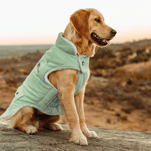 Huskimo_Surfer_Dog_Coat_-_Sage_1