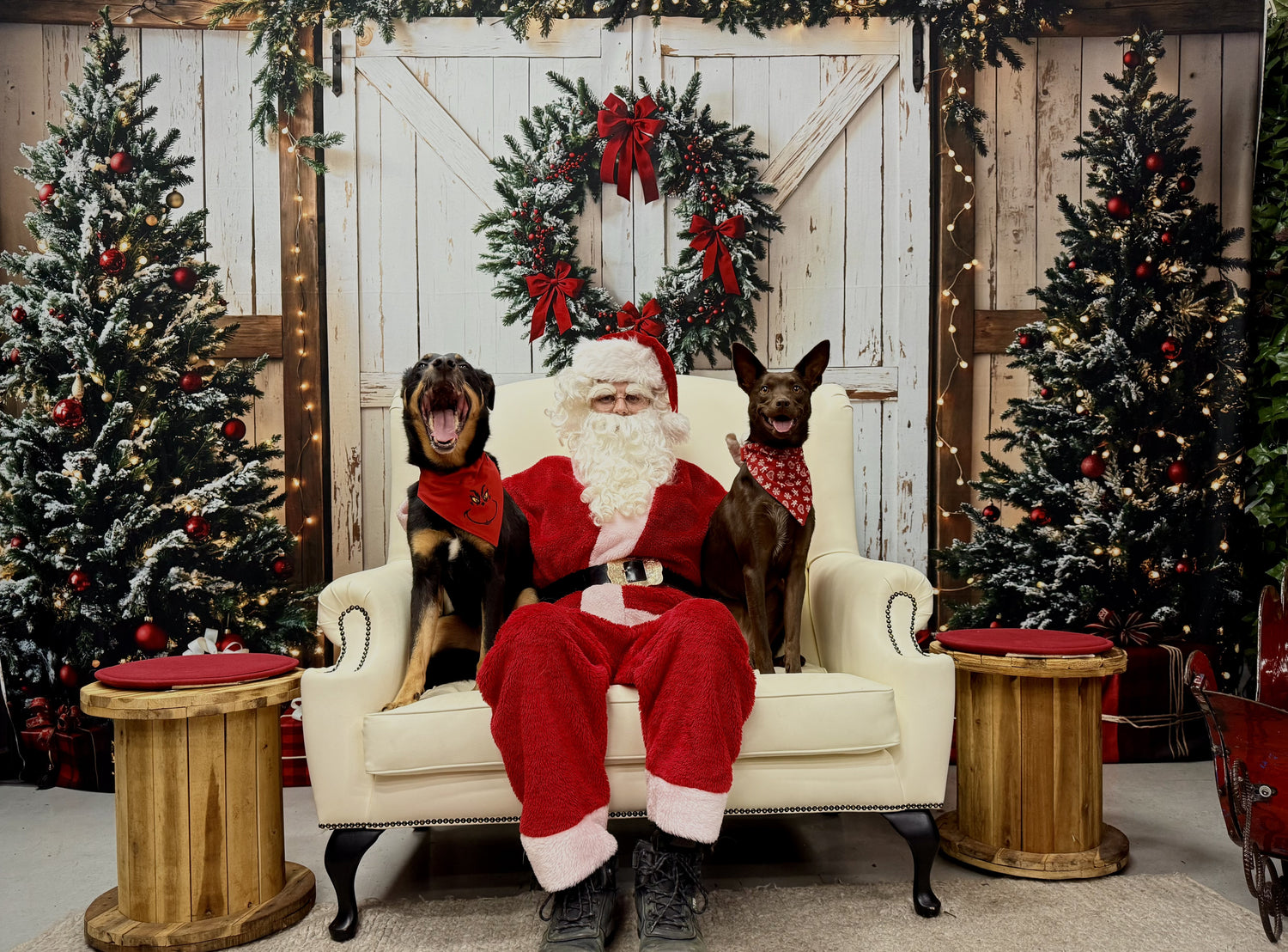 Celebrate Christmas with a Pet Santa Snap!