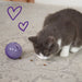Kazoo_Kitty_Toy_Treat_Ball_Cat_2