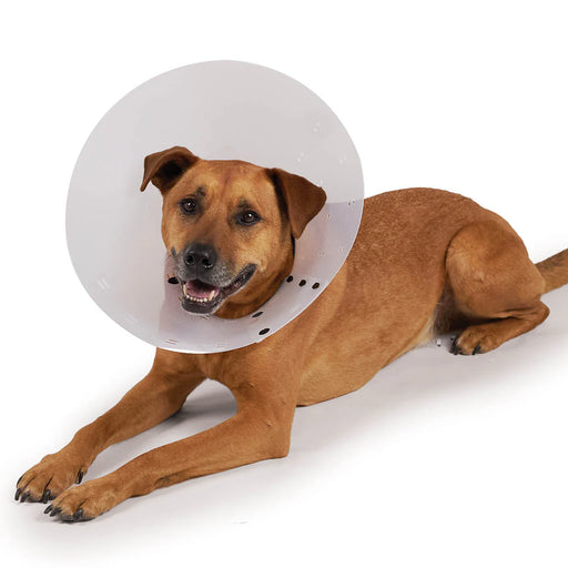 Kazoo Neoprene Vet Recovery Collar