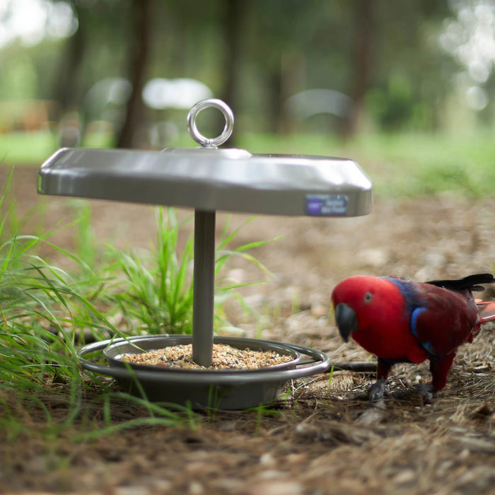 Kazoo_Outdoor_Bird_Feeder_Bird_Wild