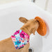 Lickimat_Splash_Dog_Bath_Time