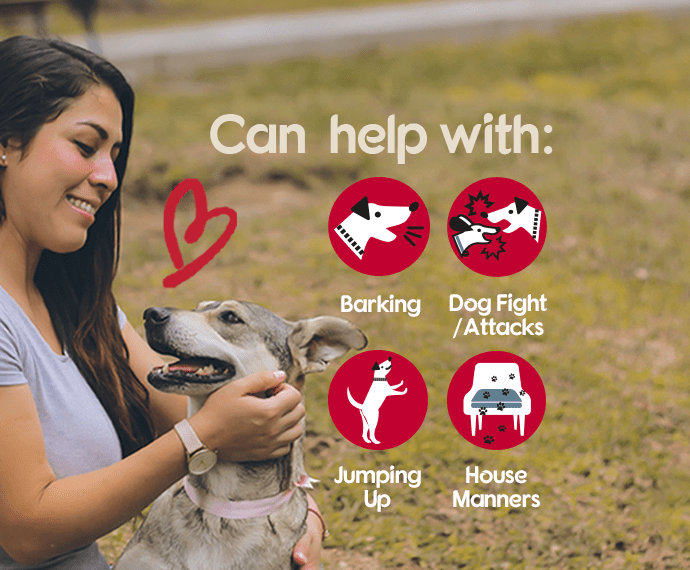 Pet sales corrector australia