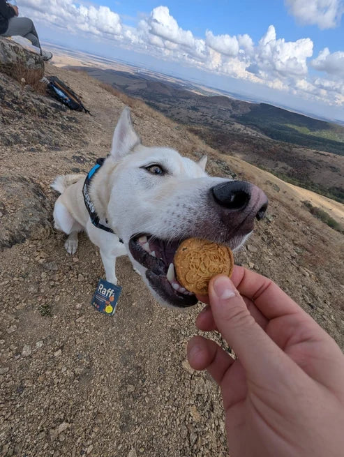 Raffi_Dog_Cookies_8_pack_Dog