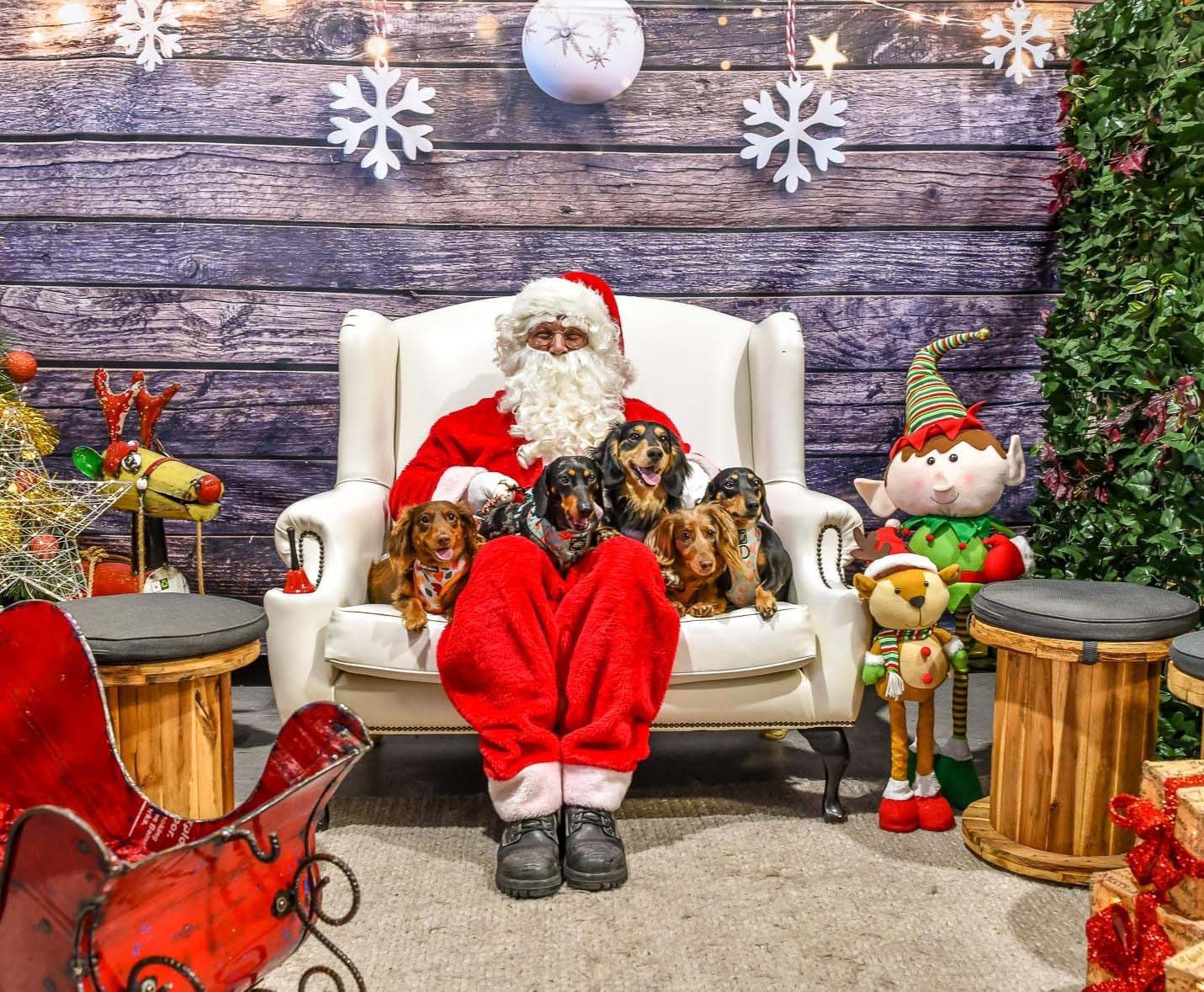 Celebrate Christmas with a Pet Santa Snap!