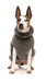 Turtle_Teddy_Sweater_Gunmetal_Grey_Dog_Pic