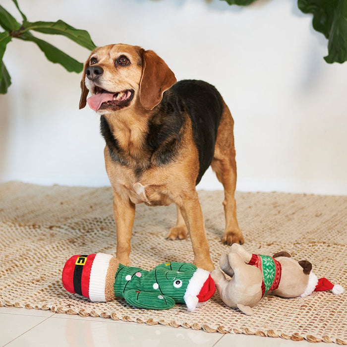 Kazoo Christmas Cactus