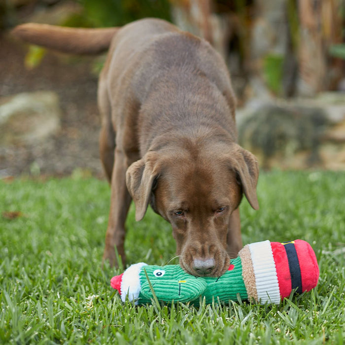 Kazoo Christmas Cactus