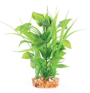 Thin Leaf Combination Plant with Spot