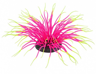 Sea Anemone with Air