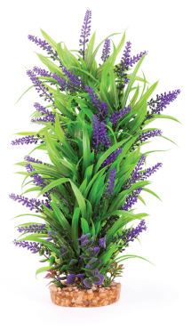 Thin Leaf Combination Plant with Purple Flower