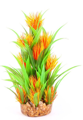 Thin Leaf Combination Plant with Orange Flower