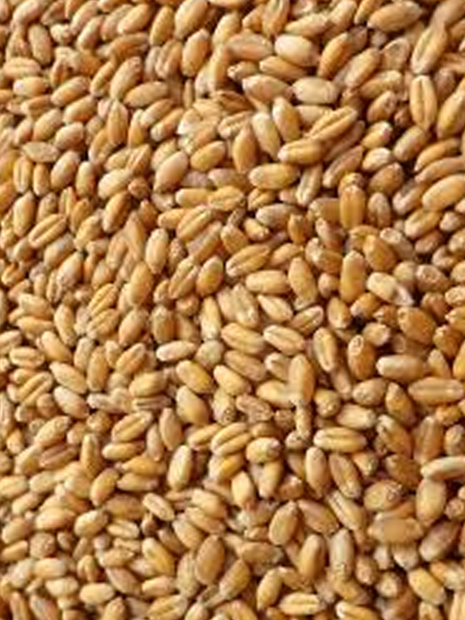 Avigrain Wheat