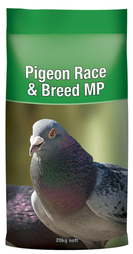 Pigeon Race & Breed MP